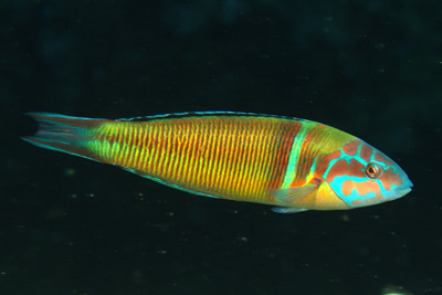 Thalassoma_pavo_m_001_XL_k