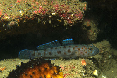 Thorogobius_ephippiatus_012_XL_k