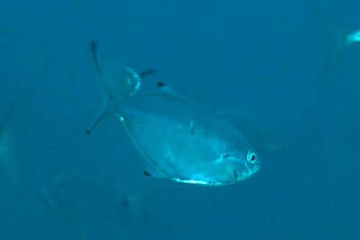 Trachinotus ovatus_901_XL_k