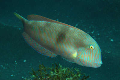 Xyrichthys_novacula_505_XL_k