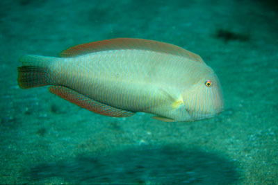 Xyrichtys novacula_901_XL_k