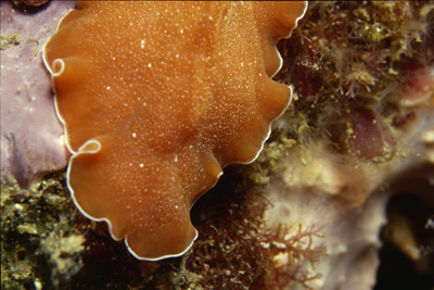 Yungia_aurantiaca_001_XL_k Yungia_aurantiaca_001_XL_k