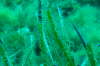 Aglaophenia harpago