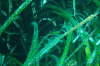 Aglaophenia harpago