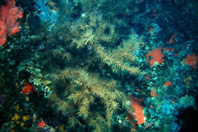 Wollastons Schwarze Koralle