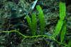 Caulerpa taxifolia