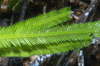 Caulerpa taxifolia