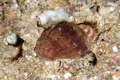 Schlichte Tuchenschnecke