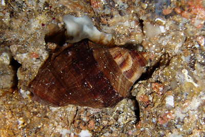 Schlichte Tuchenschnecke