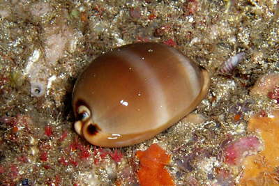Braune Maus