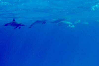 Gemeiner Delphin
