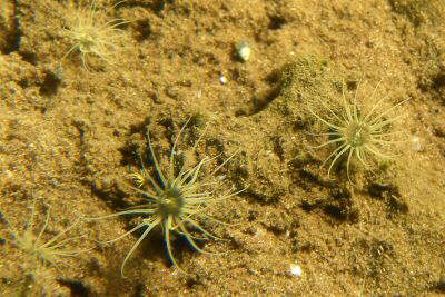 Diadumena lineata