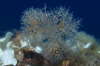 Traubenfrmiger Bumchenpolyp