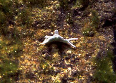 Hpfende Samtschnecke