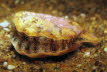 Glatte Kammmuschel