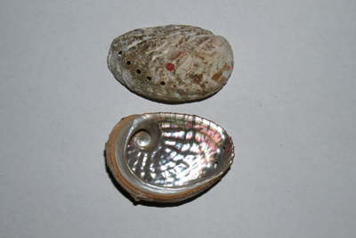 Grnes Meerohr