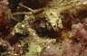 Anemonen-Gespensterkrabbe