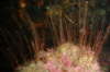Antennenpolyp