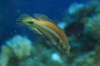 Augenfleck-Lippfisch