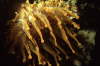 Keulenanemone