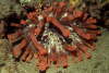 Keulenanemone